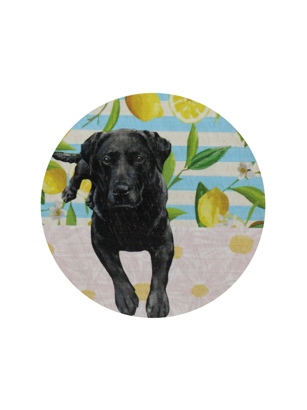 Signature Sand + Paws Tropical Citrus 12 oz scented candle