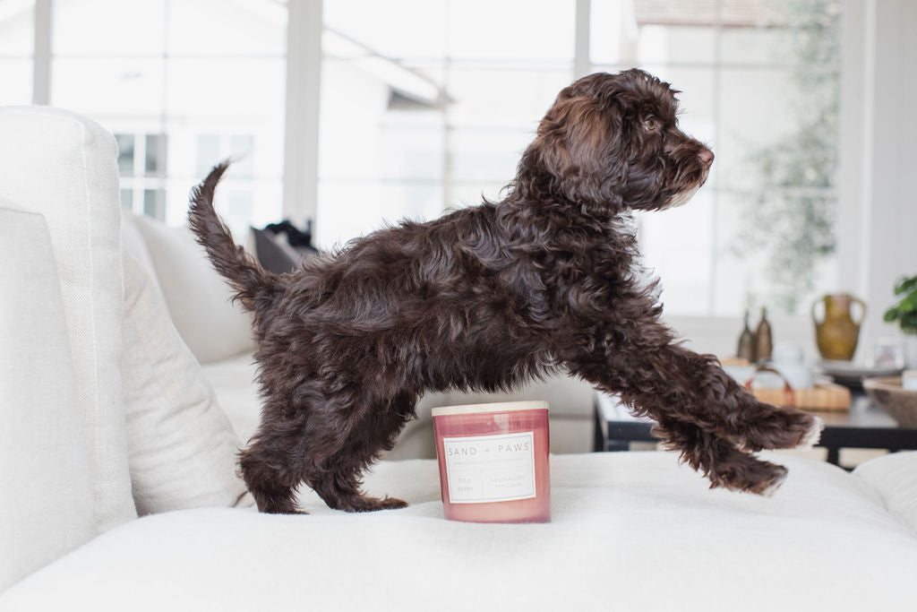Signature Sand + Paws Goji Berry 21 oz scented candle