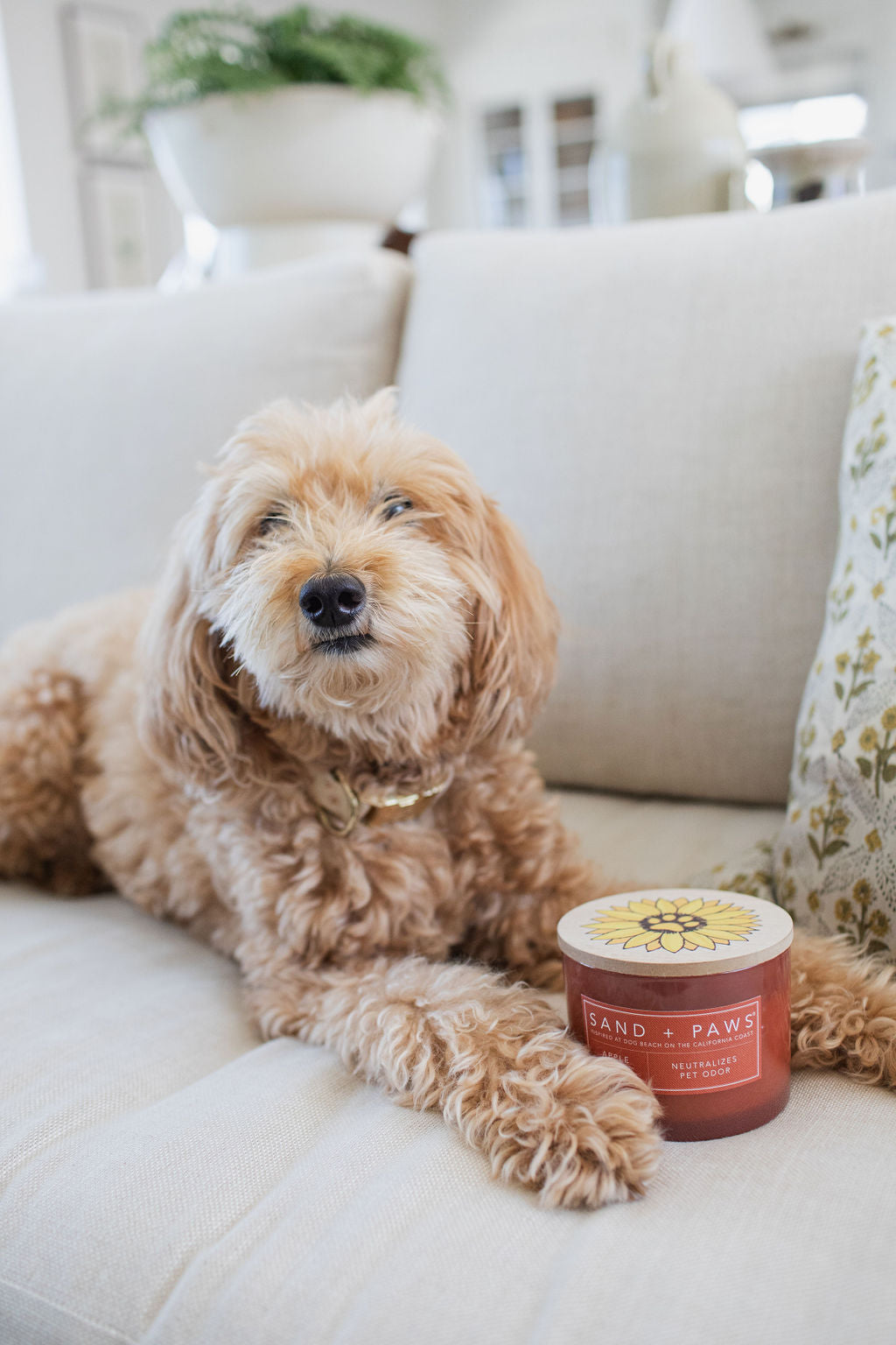 Signature Sand + Paws Apple Spice 12 oz scented candle