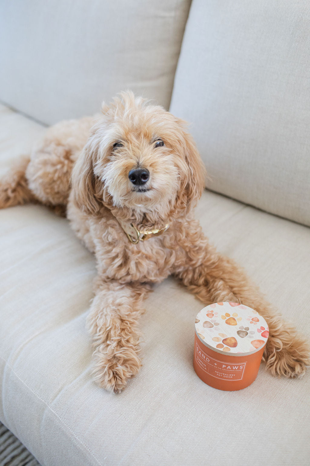 Signature Sand + Paws Pumpkin & Vanilla 12 oz scented candle