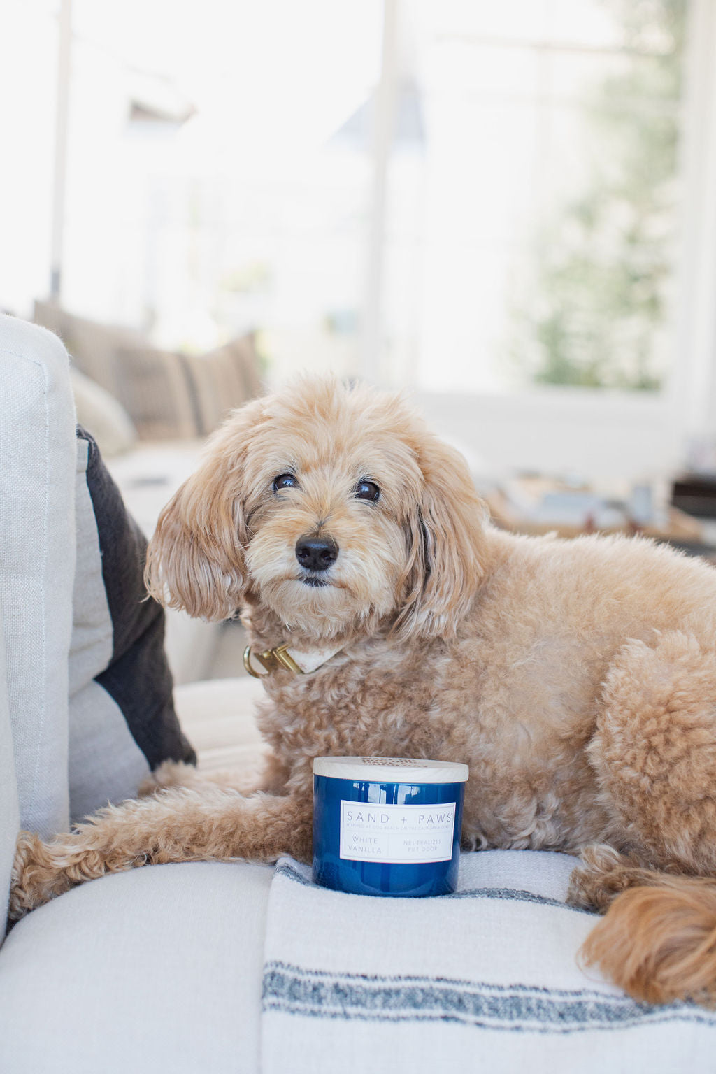 Signature Sand + Paws White Vanilla 12 oz scented candle