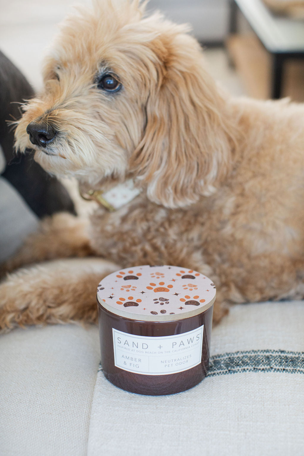 Signature Sand + Paws Amber & Fig 12 oz scented candle