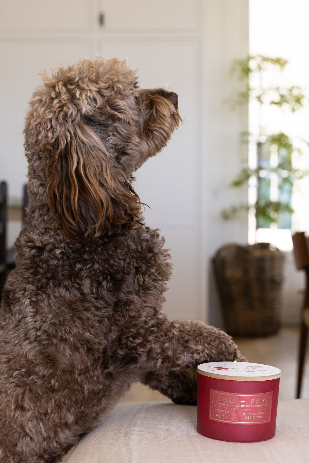 Signature Sand + Paws Winter White 12 oz scented candle