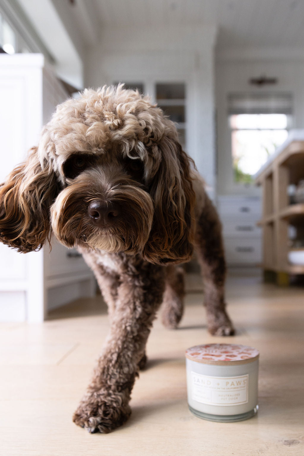 Signature Sand + Paws Spiced Gingerbread 12 oz scented candle