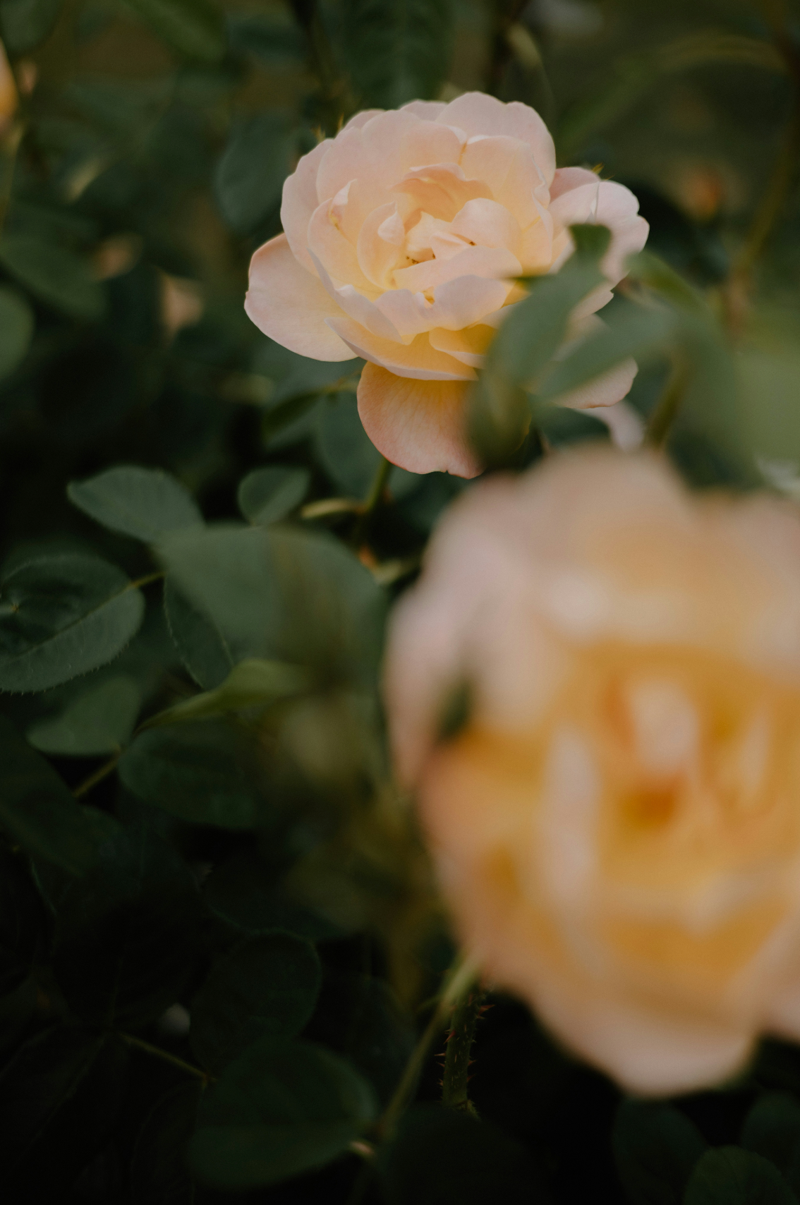 Elegant Rose of Nowhere 50ml Perfume Oil Rollerball