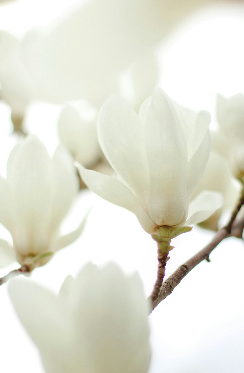 Elegant Ivory Bloom 50 ml Perfume Oil Rollerball