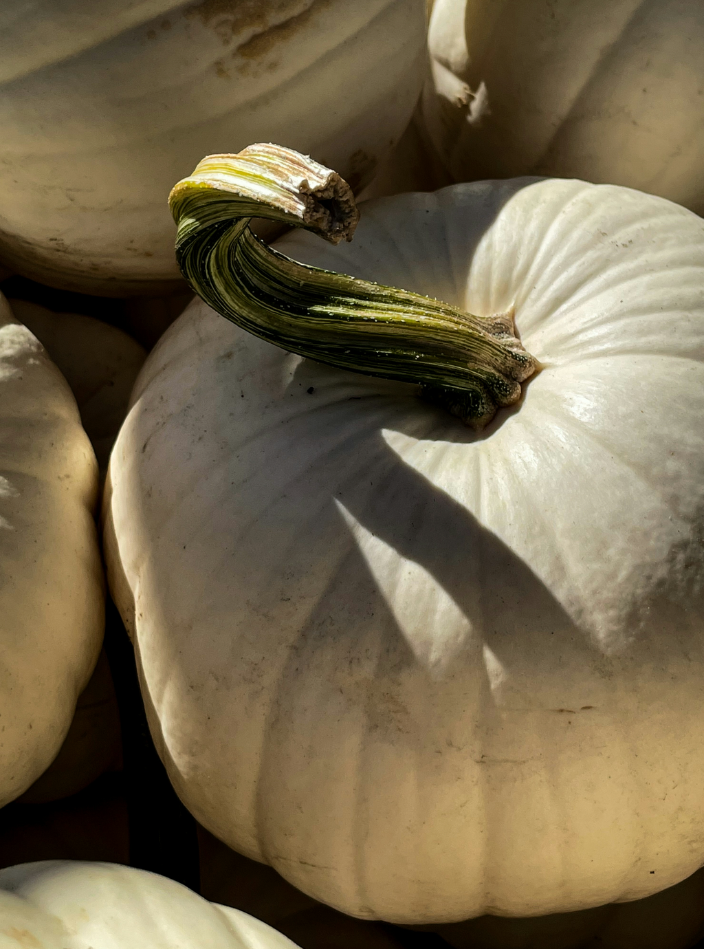 Signature White Pumpkin 21 oz scented candle