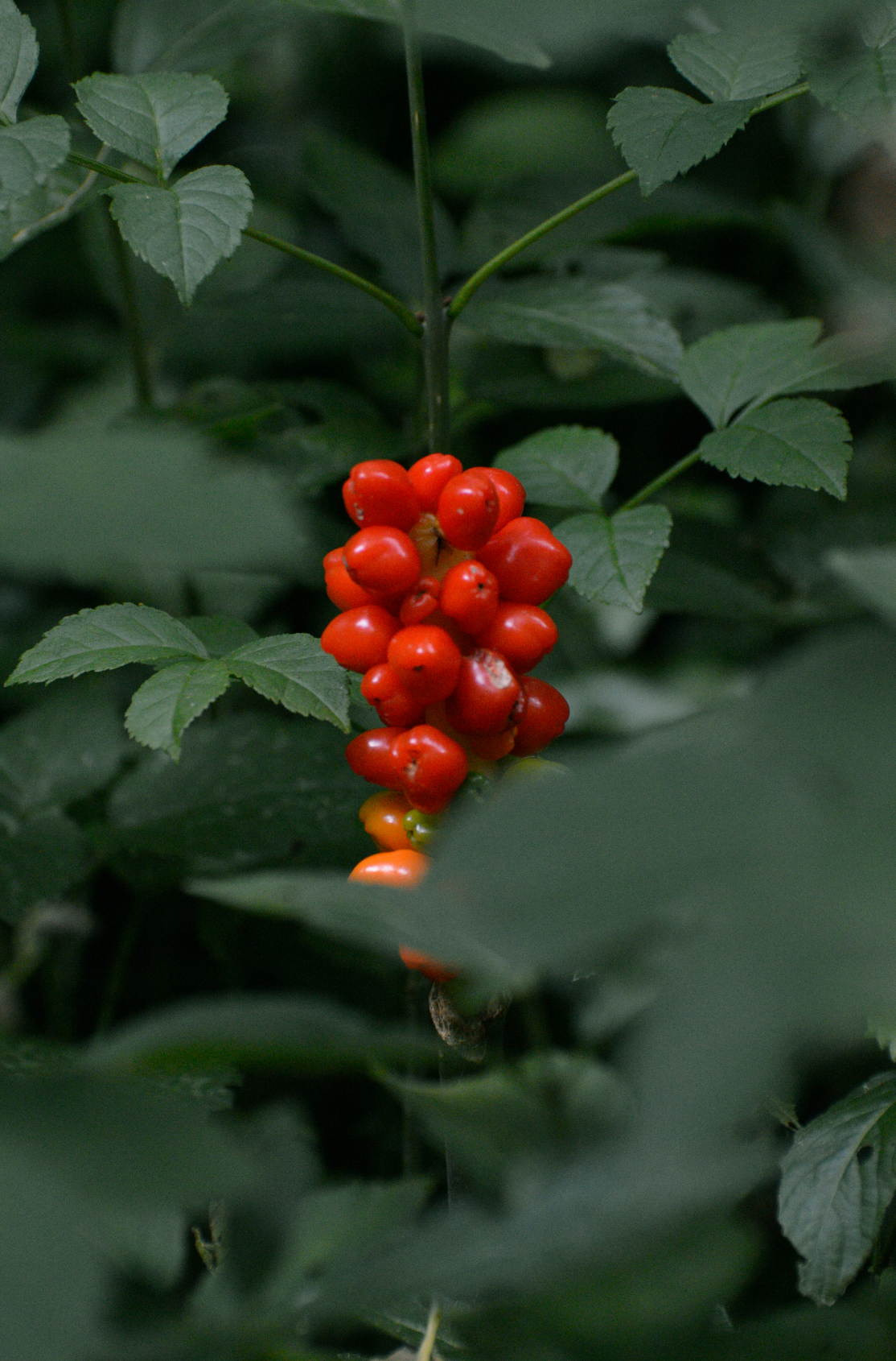 Aromatic Berry Currant 100 ml Reed Diffuser