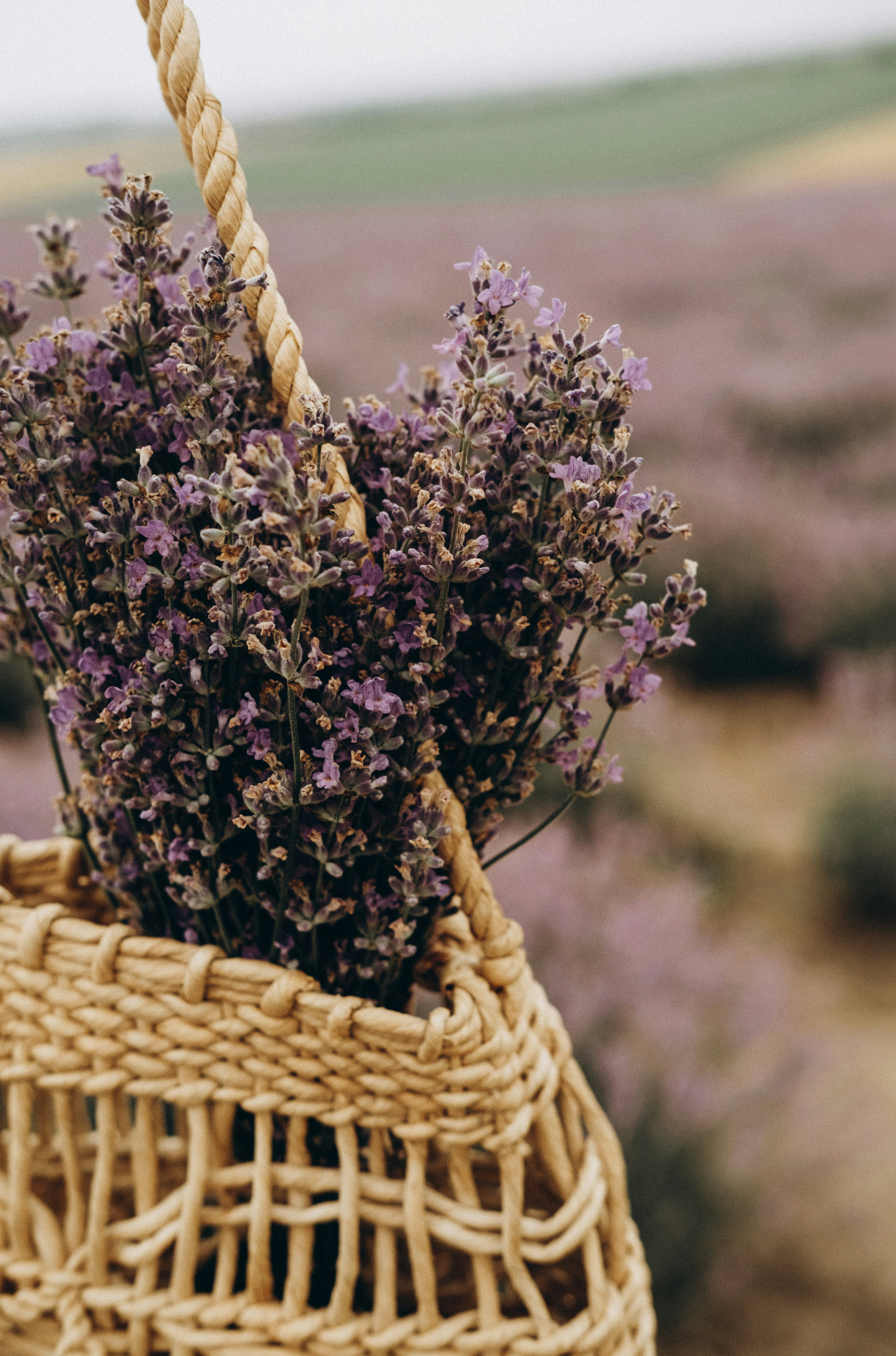 Aromatic Cedar & Lavender 100 ml Room Spray