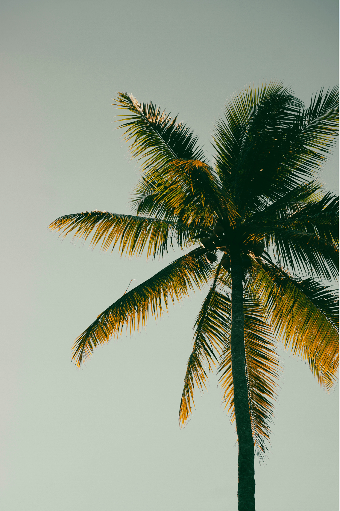Aromatic Coconut & Palm 100 ml Room Spray