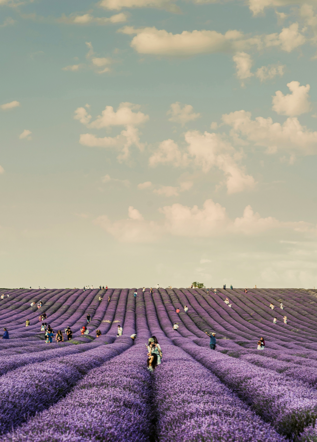 Refreshing French Lavender 20 oz Liquid Hand Soap