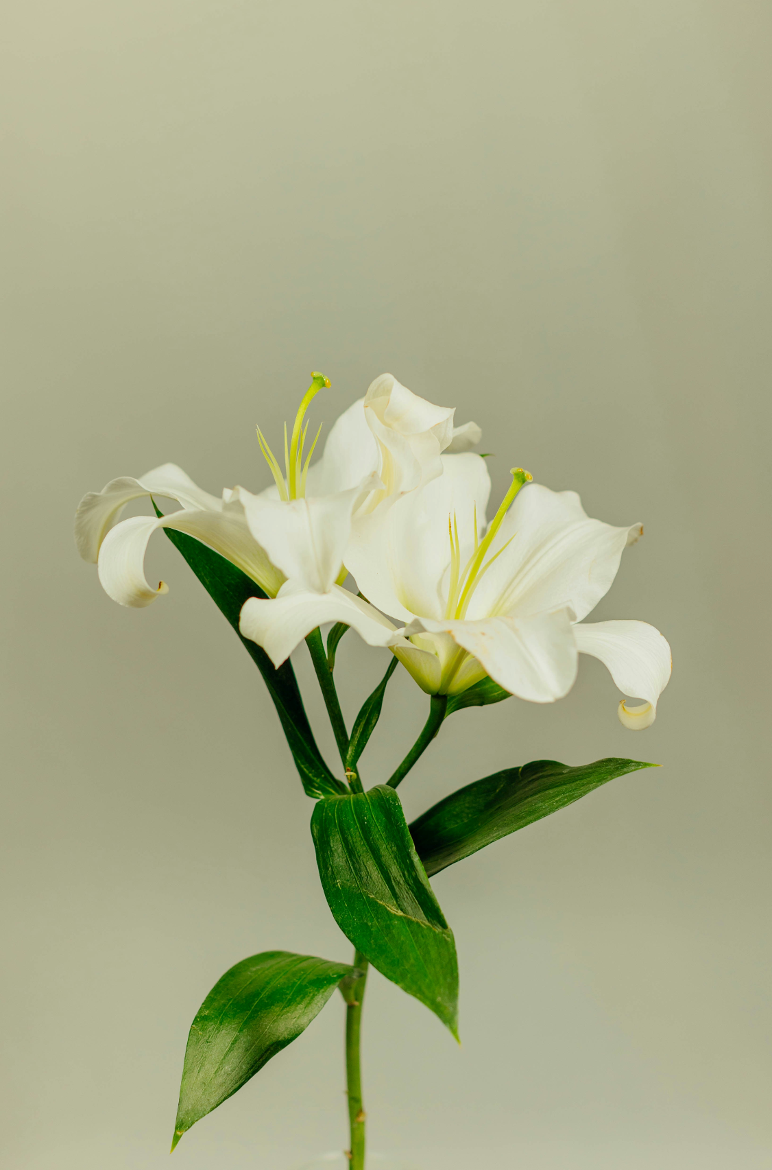 Aromatic Gardenia 100 ml Room Spray