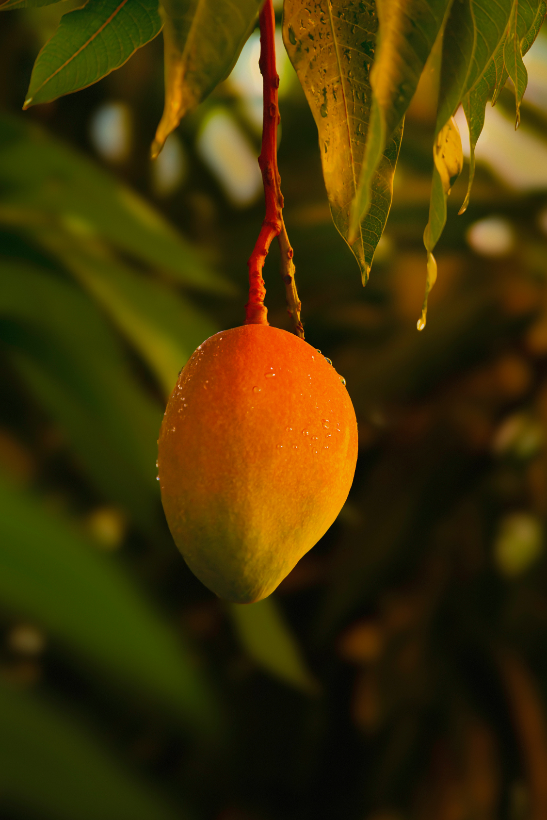 Signature Guava Mango 21 oz scented candle