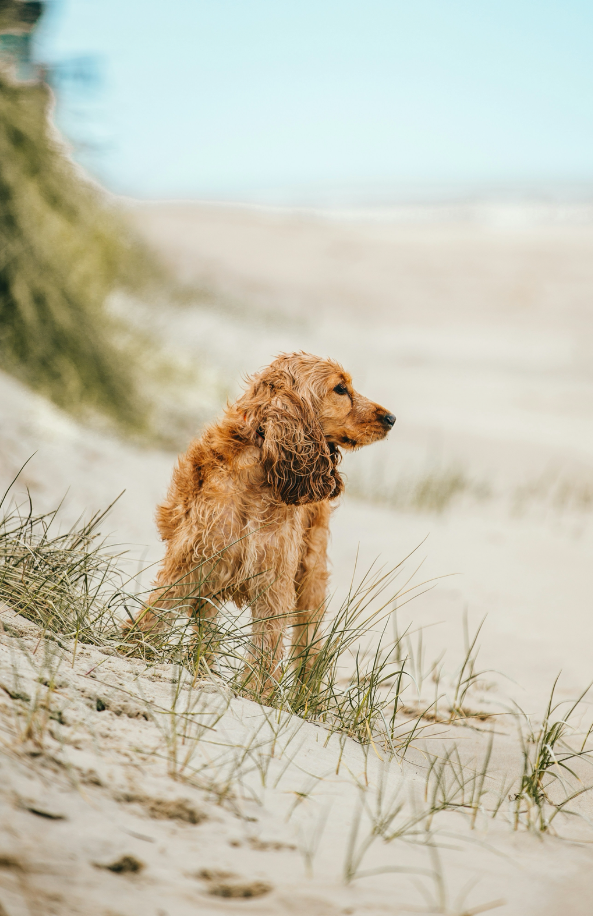 Signature Sand + Paws Sun-n-Fun 12 oz scented candle