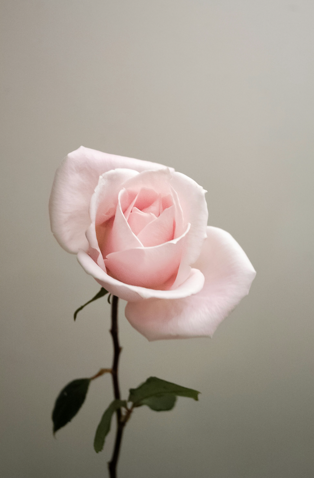 Elegant Sweet Rose 50 ml Perfume Oil Dropper