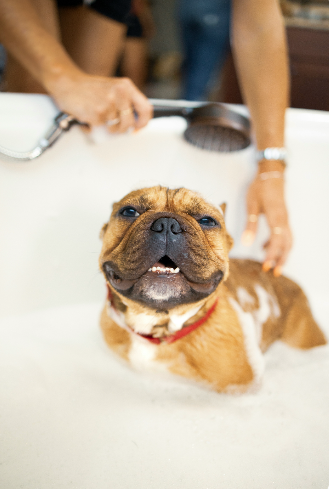 Practical Sand + Paws Pet Shampoo & Conditioner - Coconut & Lychee