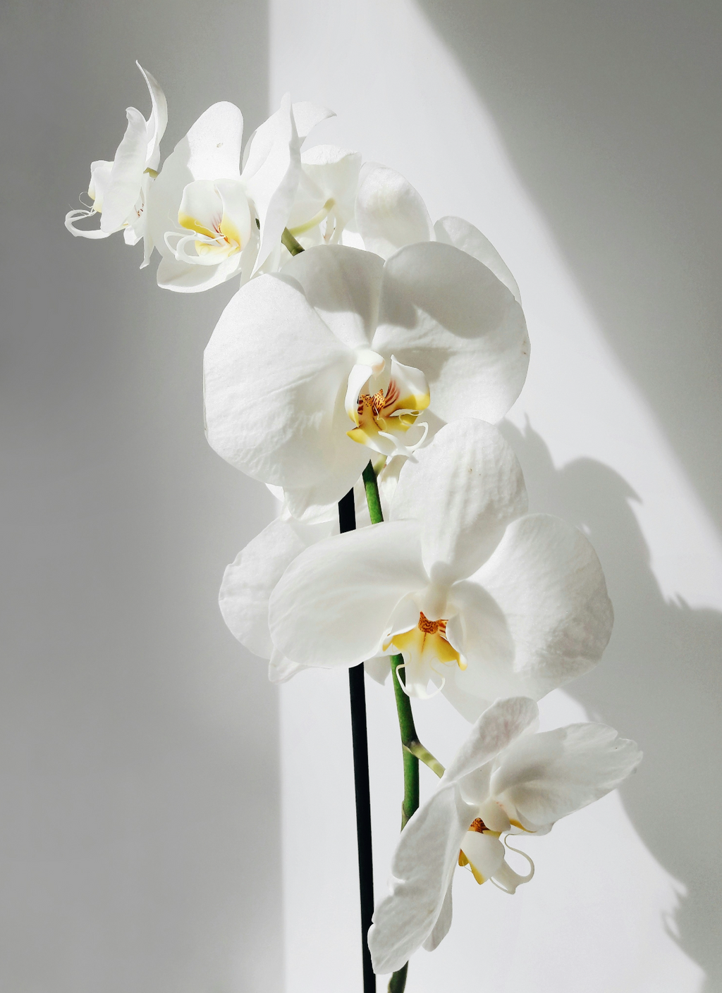 Nourishing Vanilla Orchid 16.9 oz Whipped Body Butter