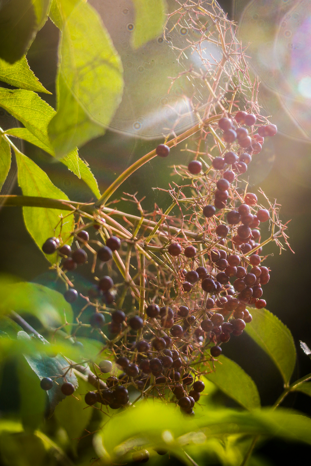 Signature Elderberry Cider 12 oz scented candle