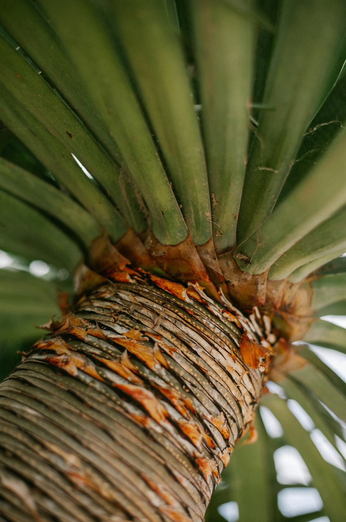 Signature Driftwood & Pineapple 12 oz scented candle