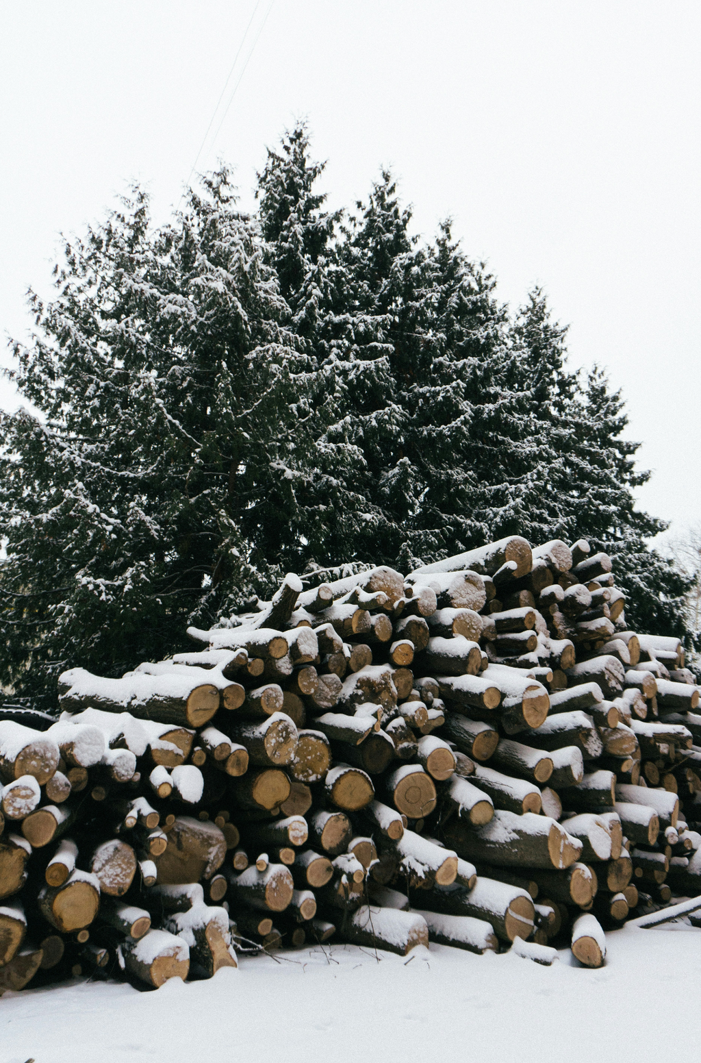 Signature Firewood & Silver Fir 6 oz scented candle