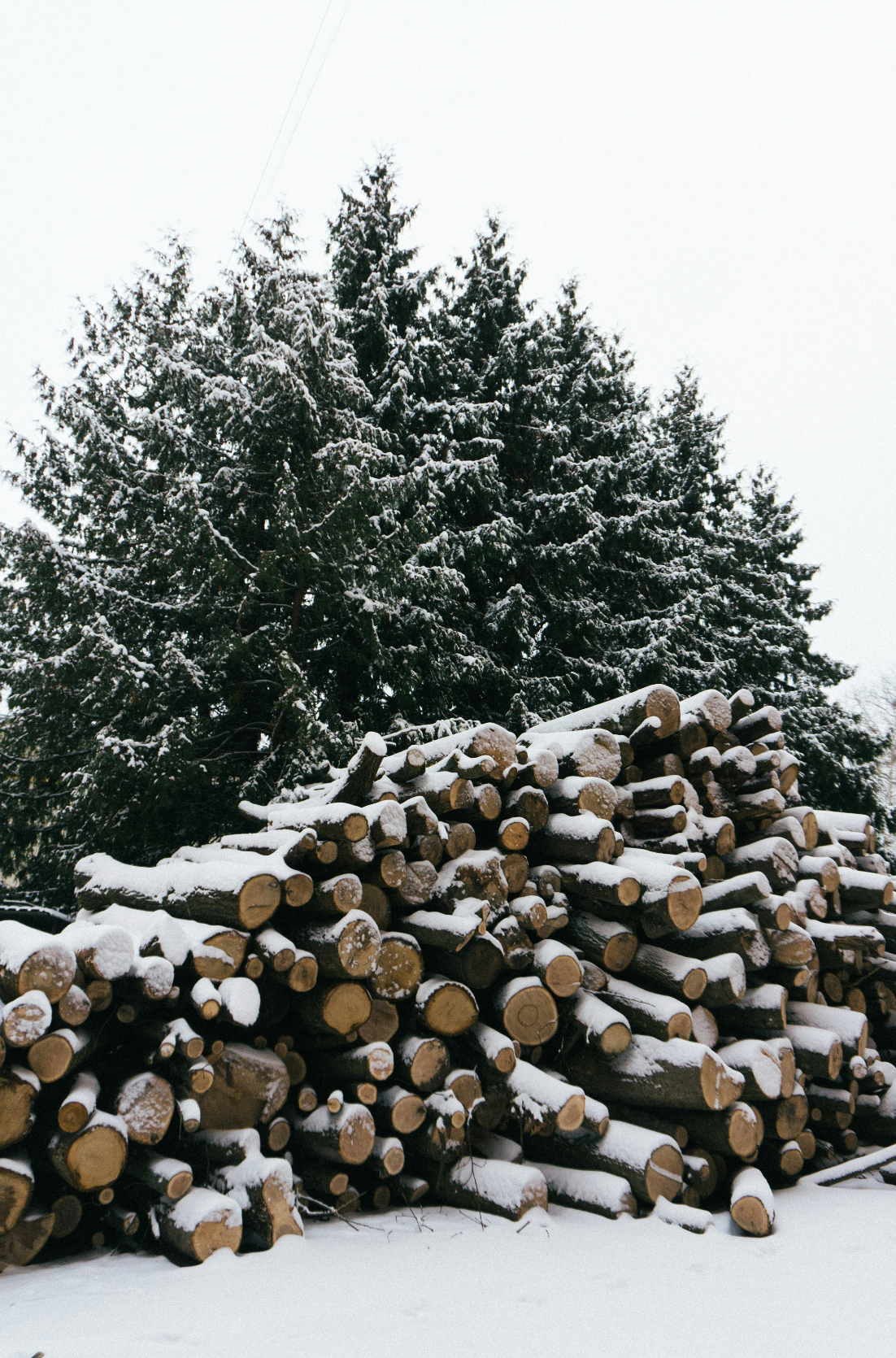 Signature Firewood & Silver Fir 6 oz scented candle