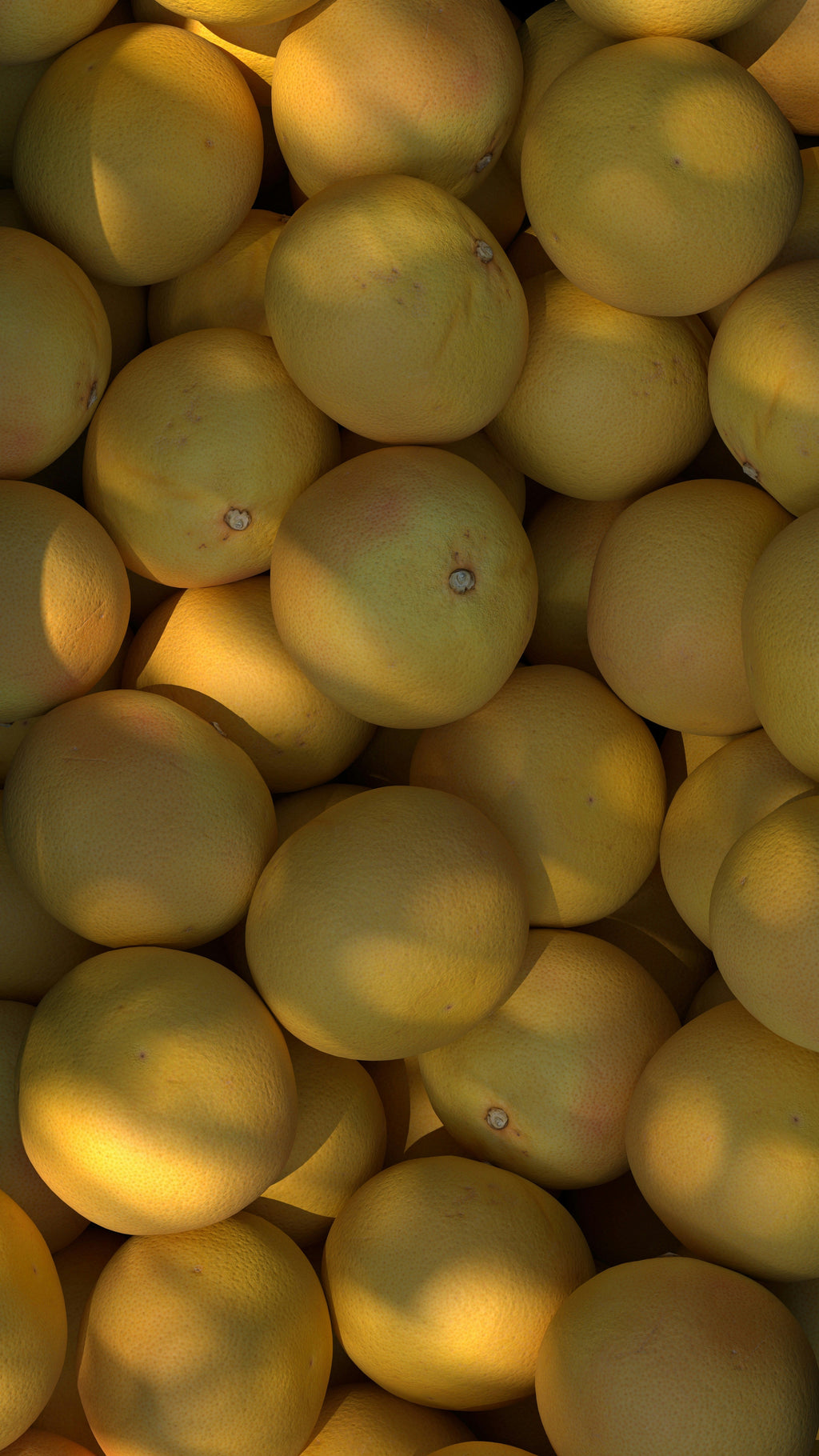 Signature Sun Washed Citrus 12 oz scented candle
