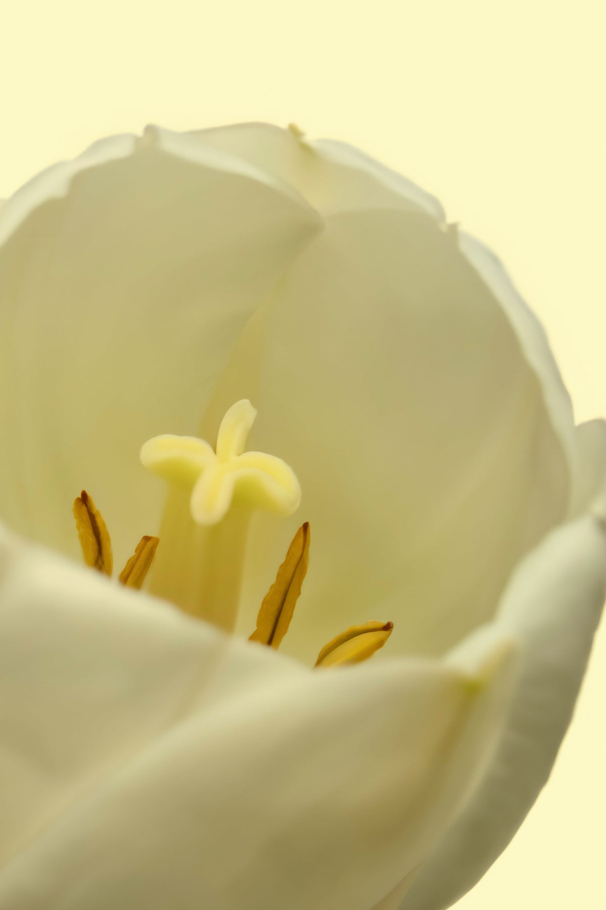 Elegant White Tulip 50ml Perfume Oil Rollerball