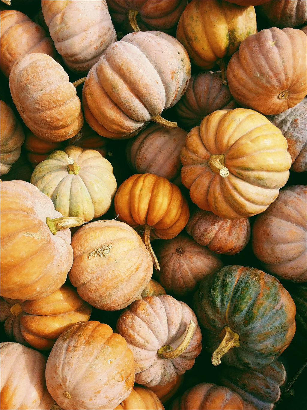 Signature Sand + Paws Pumpkin Harvest 12 oz scented candle