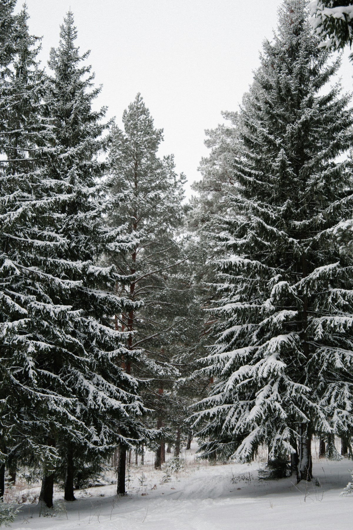 Signature Winter Pine 12 oz scented candle
